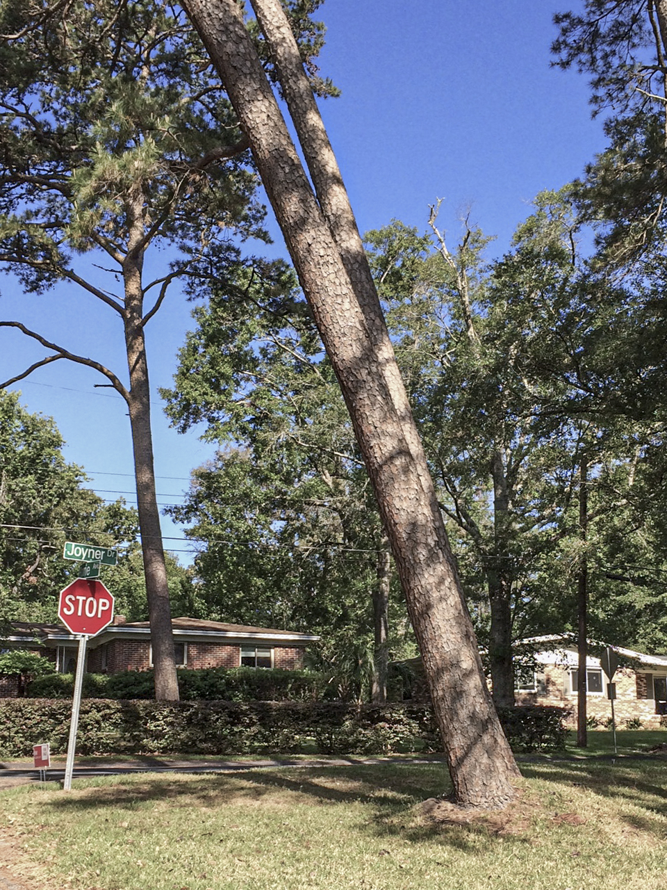 This pine tree began leaning over the course of a few days, bringing the soil and turf grass with it. There is no curve to this trunk, indicating that it was growing straight up until a short time ago.